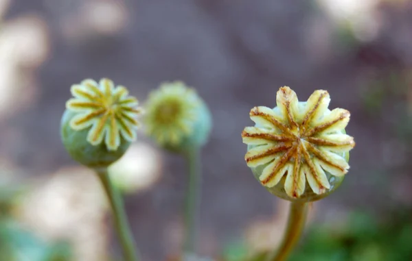 Close up van bloeiende Blauwmaanzaad — Stockfoto