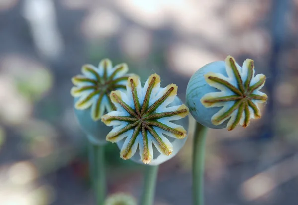 Close up van bloeiende Blauwmaanzaad — Stockfoto