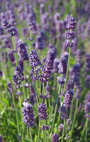 Flores de lavanda — Fotografia de Stock