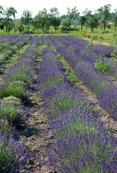 Campo de lavanda — Fotografia de Stock