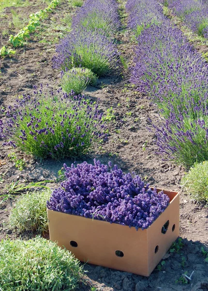 Flores de lavanda — Fotografia de Stock