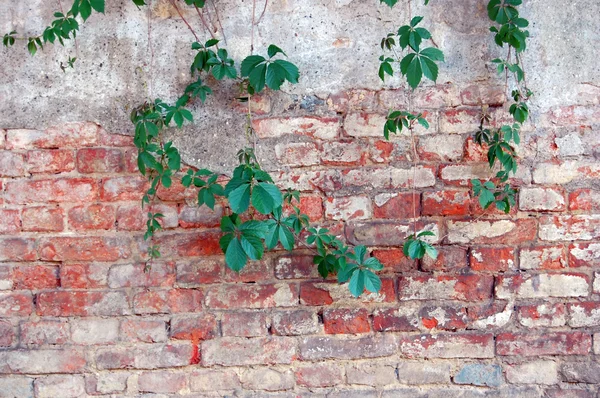 Detail der Ziegelmauer — Stockfoto