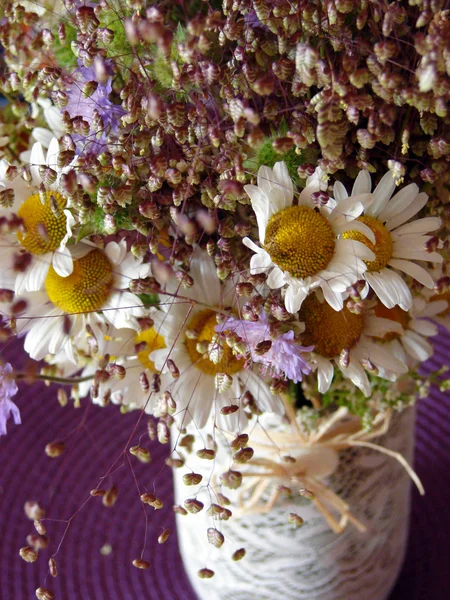 Piękne wiosenne kwiaty, stokrotki — Zdjęcie stockowe