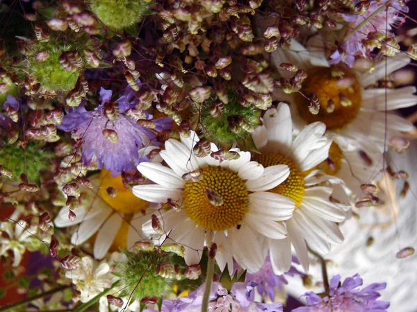 Prachtige Lentebloemen, madeliefjes — Stockfoto