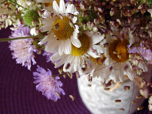 Beautiful spring flowers, daisies — Stock Photo, Image