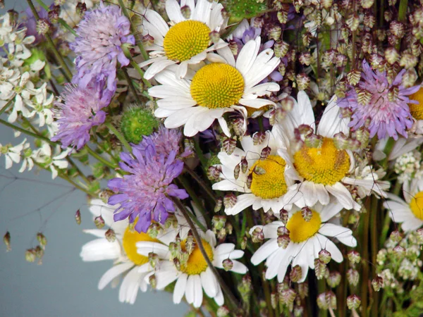 Beautiful spring flowers, daisies — Stock Photo, Image