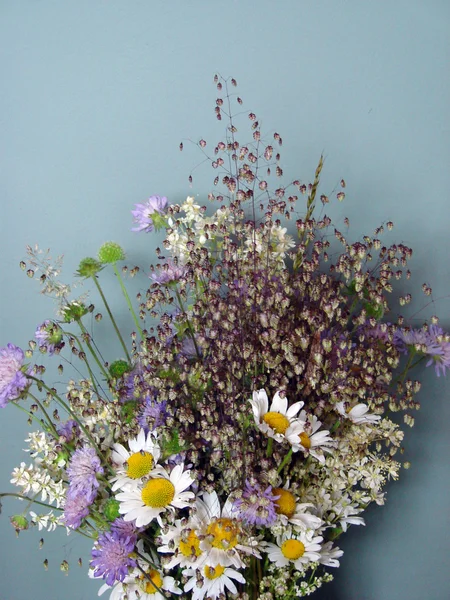 Belles fleurs printanières, marguerites — Photo
