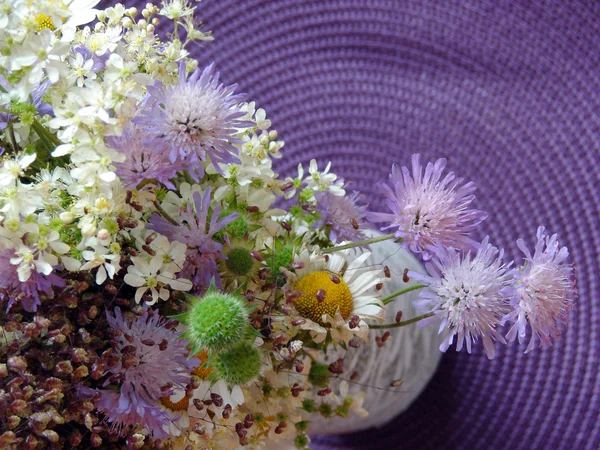 Belles fleurs printanières, marguerites — Photo