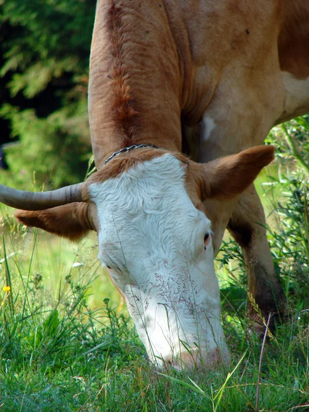 Gros plan de la vache — Photo