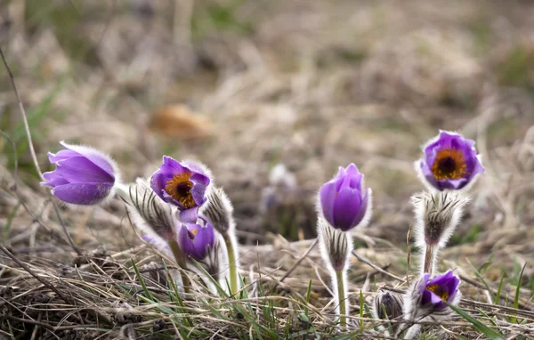 Grup mor pasque çiçek çayır üzerinde
