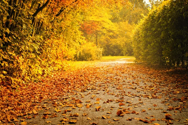 Foglie secche nel parco — Foto Stock