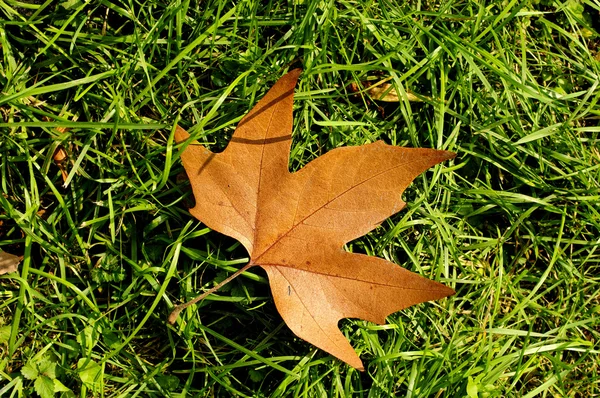 Dry maple leaf — Stock Photo, Image