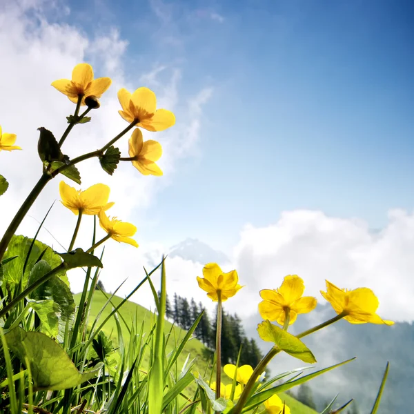 Beautiful flowers in the mountains — Stock Photo, Image