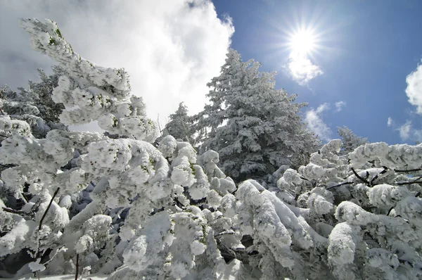 Winterachtergrond — Stockfoto