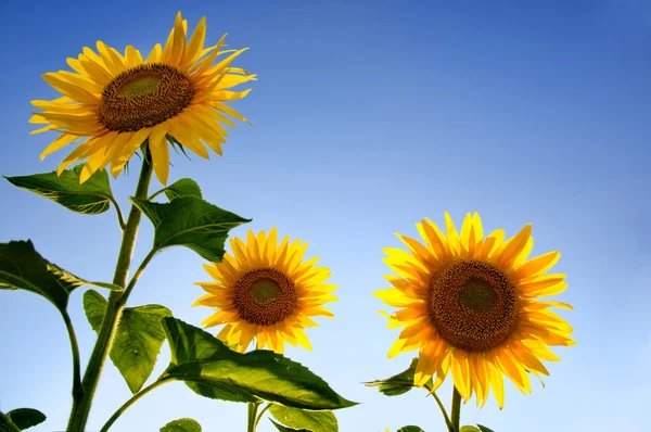 Světlé slunečnice — Stock fotografie