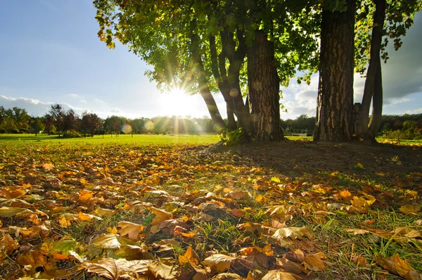 Zonnige herfst gazon — Stockfoto