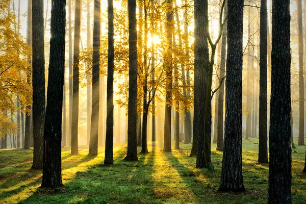 Bosque mágico Fotos de stock libres de derechos