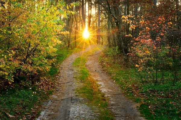 Coucher de soleil dans la forêt — Photo