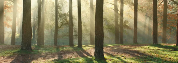 Panorama della foresta soleggiata — Foto Stock