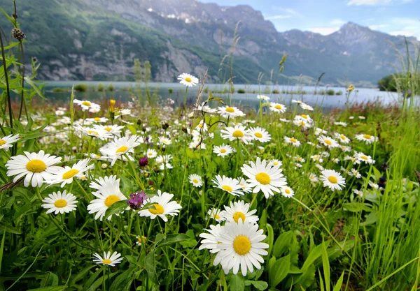 Gänseblümchen-Blumen in der Nähe eines Sees — Stockfoto