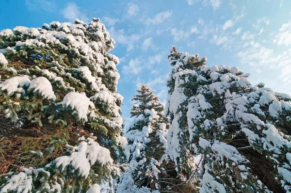 Árvores de abeto no inverno — Fotografia de Stock