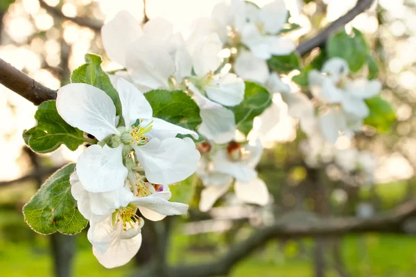 Floração árvore de primavera — Fotografia de Stock