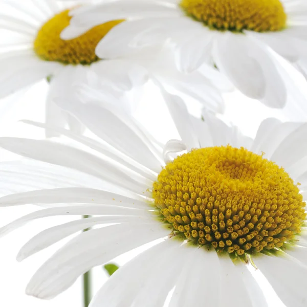 Gänseblümchen — Stockfoto