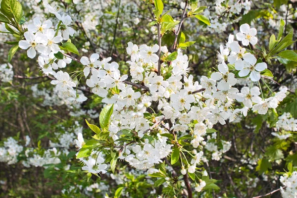 Blooming cherry — Stock Photo, Image