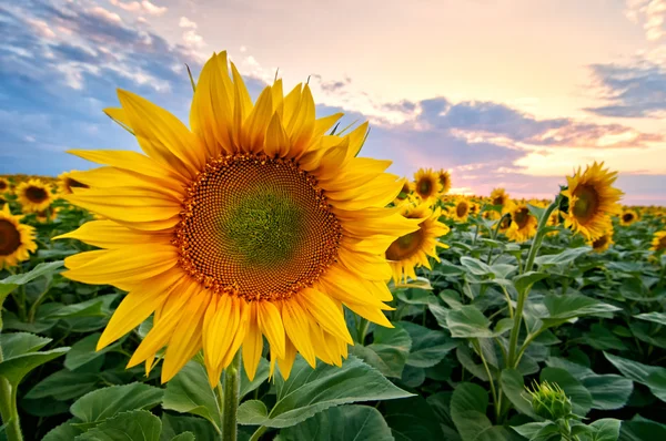 Соняшник на заході сонця — стокове фото