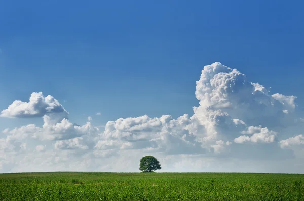 Albero solitario — Foto Stock