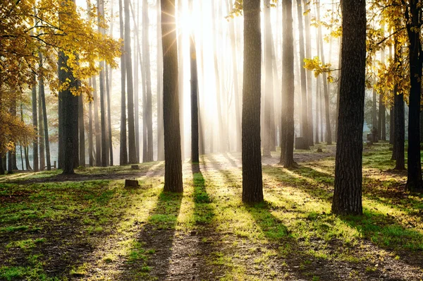 Morning in the forest — Stock Photo, Image