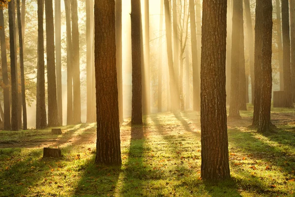 Morgensonne im Wald — Stockfoto