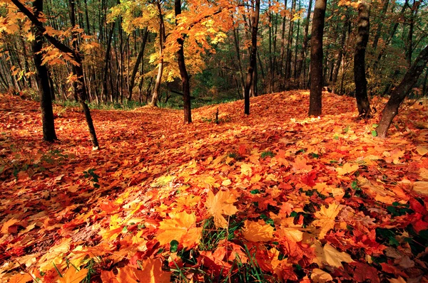Jasny jesień — Zdjęcie stockowe