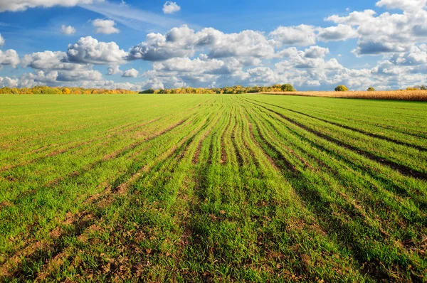 Green wheat field — Stock Photo, Image