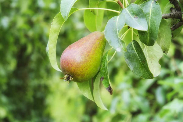 木の上で梨 — ストック写真