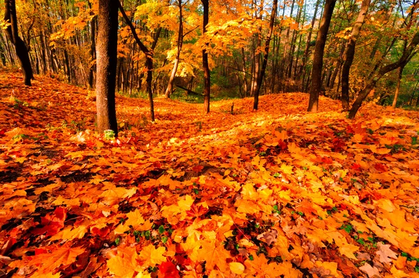 Paisaje otoño —  Fotos de Stock