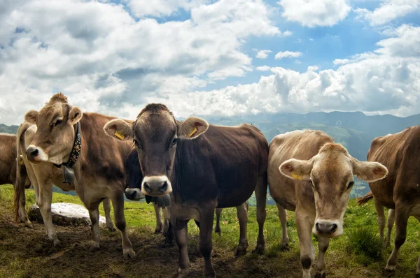 Swiss krowy — Zdjęcie stockowe