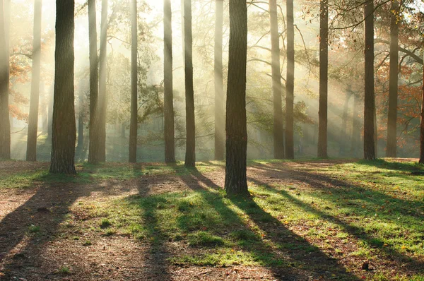 Ochtend bos — Stockfoto