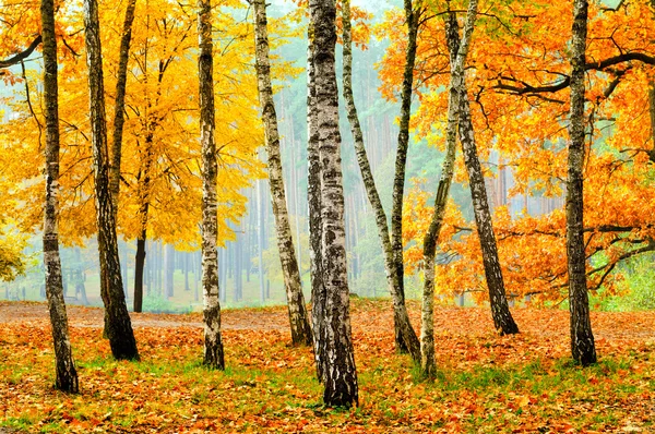 Birches in the fall park — Stock Photo, Image
