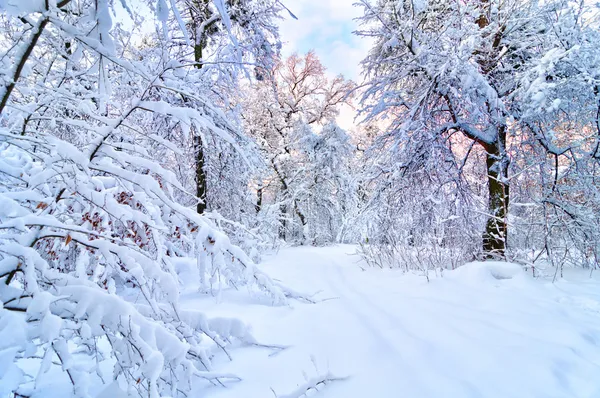 Inverno bonito — Fotografia de Stock