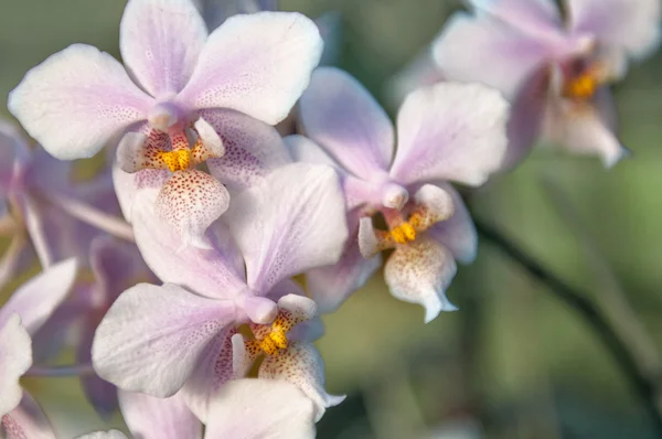 Orchids — Stock Photo, Image