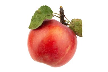 Dalın üzerinde kırmızı elma ve beyaz yapraklar var.