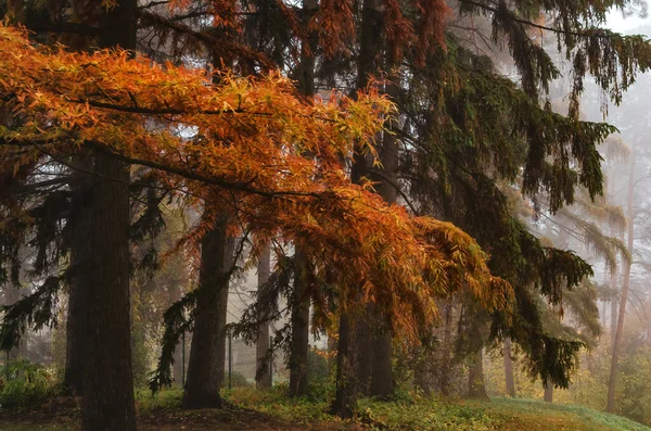 Regenachtig Herfstpark Met Oranje Gele Bomen Herfstweer — Stockfoto