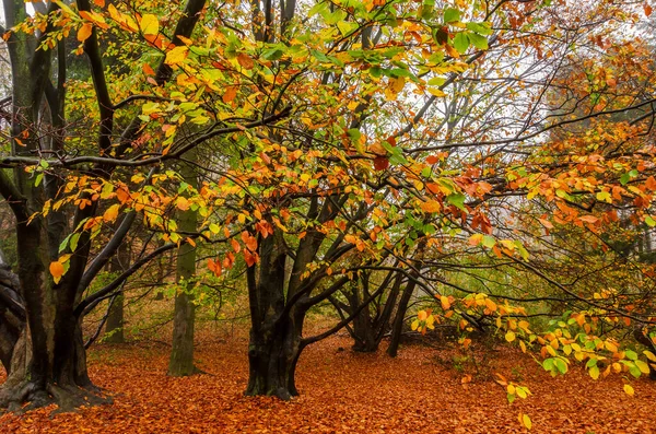Gele Herfstbomen Scène Het Park — Stockfoto