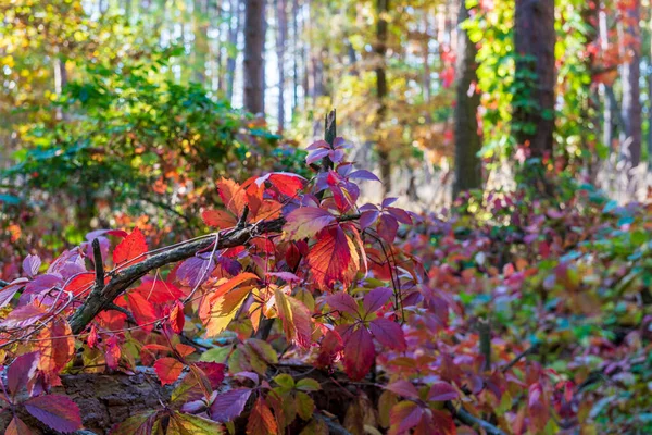 Bosque Hiedra Soleado Hermoso Paisaje Otoño —  Fotos de Stock