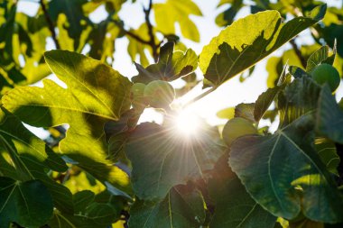 Güneş incir ağacının yaprakları arasında parlıyor olgun ekinlerle