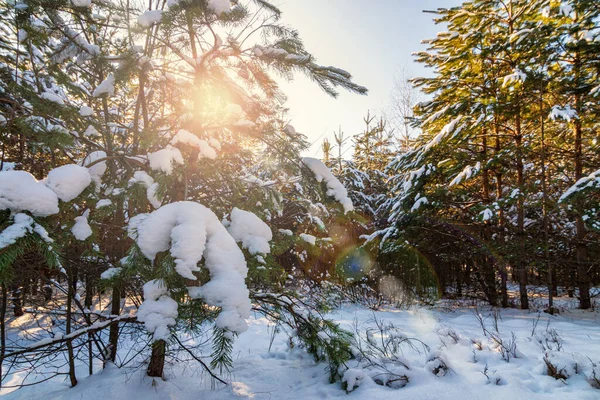 Kışın Harikalar Diyarında Sakin Bir Akşam Ormanda Karla Kaplı Ağaçlarla — Stok fotoğraf