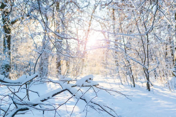 Piękny Słoneczny Dzień Zimowym Parku Głęboki Śnieg Pokryte Śniegiem Drzewa — Zdjęcie stockowe