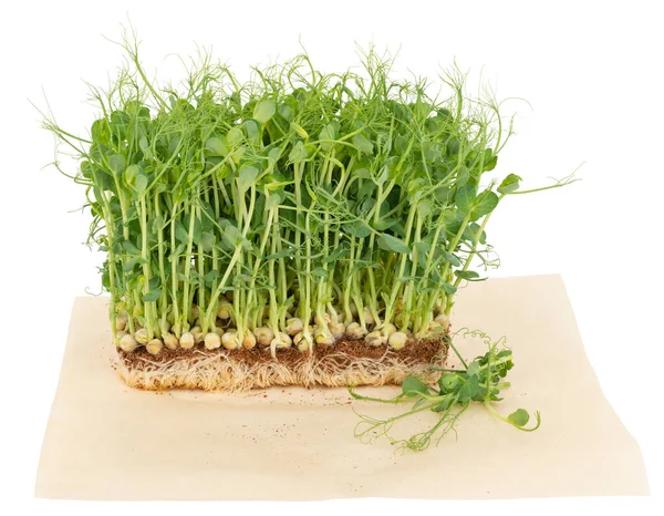 Microgreens Ervilha Que Crescem Substrato Isolado Fundo Branco — Fotografia de Stock