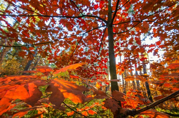 Carvalhos Dourados Floresta Outono — Fotografia de Stock